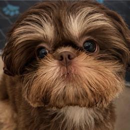 Exquisite Honey - Chocolate female Shih Tzu puppy in Scottsdale, Arizona from 🌗 New Moon Shih Tzu 🌗