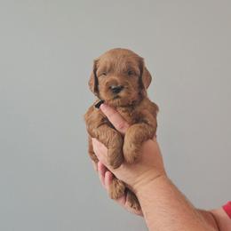 Oregano- Black - Red  male Goldendoodle puppy in South Jordan, Utah from Lucky Doodle Pups