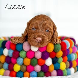 Australian Labradoodle Puppies from Swinging Gate Labradoodles