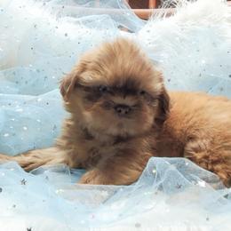 Liver male - Liver male Shih Tzu puppy in Hillsdale, Michigan from Prairie Fen Farm