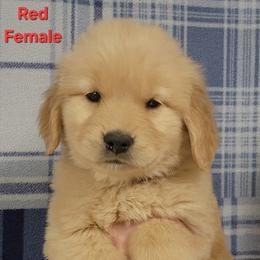 Zya Red Female - Golden female Golden Retriever puppy in Wauseon, Ohio from Golden Sunrise Retrievers