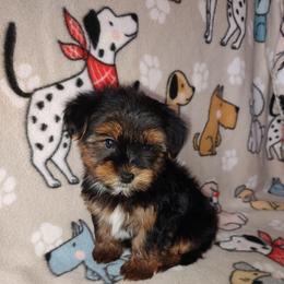 Boy 3 - male Yorkipoo puppy in Lapeer, Michigan from Puppy Kisses