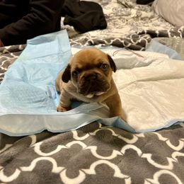 French Bulldog Puppies from Silver Maple Frenchies