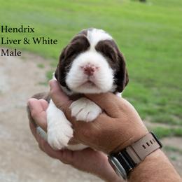 Hendrix - Liver and white male English Springer Spaniel puppy in Manchester, Kentucky from Appalachian Kennels