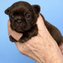 Gunner - Chocolate male Shih Tzu puppy in Tallahassee, Florida from Bows and Bow Ties