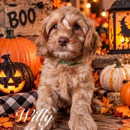 Willy - Red male Australian Labradoodle puppy in Eastover, North Carolina from Joyful Hearts Australian Labradoodles
