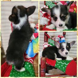 Tie-dye Bandana Girl - Black and tan female Pembroke Welsh Corgi puppy in Cherokee, Oklahoma from MCS Farms-OK