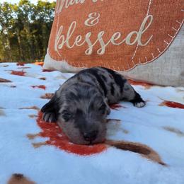 Dapple girl 3 - Dapple female Dachshund puppy in West Plains, Missouri from Spring Creek Dachshunds