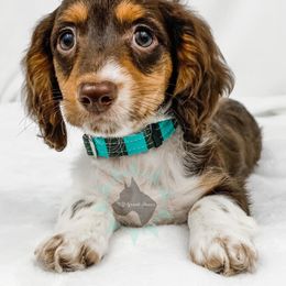 Dachshund, Great Dane, and Yorkshire Terrier Puppies from WZ Kennels