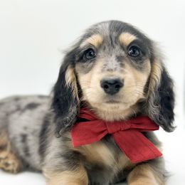 Freddie - Dapple male Dachshund puppy in Moses Lake, Washington from Evergreendox Dachshunds