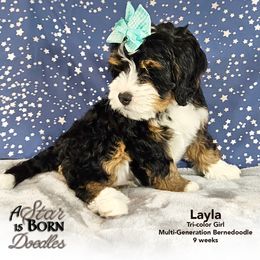 Bernedoodle Puppies from A Star is Born Doodles