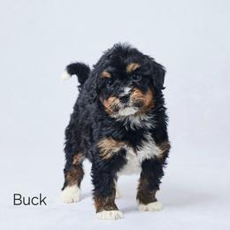 Buck - Tri-color male Bernedoodle puppy in Apple Creek, Ohio from Grandeur Valley Puppies