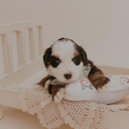 Kove - blue eye - Tri-color female Bernedoodle puppy in Wamego, Kansas from Doodles of Oz