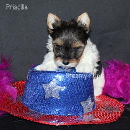 AKC Priscilla SOLD - Black tan and white female Biewer Terrier puppy in Kennesaw, Georgia from Dreamy Pups