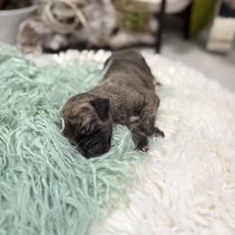 Tiger - Blue brindle male Whippet puppy in Fort Myers, Florida from Rainbow Whippets