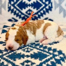 Tamarind - Parti female Goldendoodle puppy in Houston, Texas from Golden Life Doodles