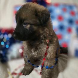 Boy 1 - Sable male German Shepherd puppy in Leon, West Virginia from Heart2Heart Kennels