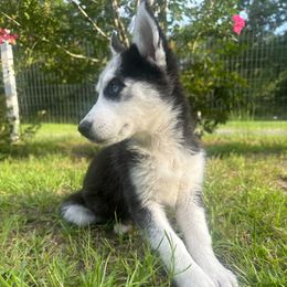 Stella - Black and white female Siberian Husky puppy in Kingstree, South Carolina from FurryPawKennel