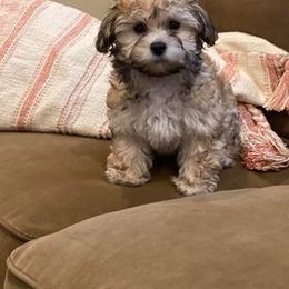 Havanese All Grown Up from Spring Meadow Havanese