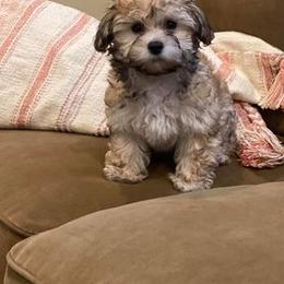 Havanese All Grown Up from Spring Meadow Havanese