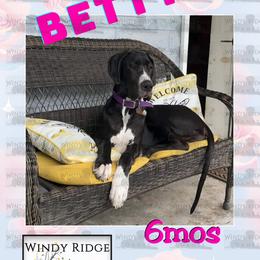 Great Dane Puppies from Windy Ridge Danes