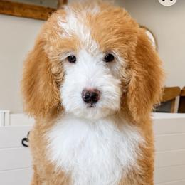Parima - Red female Bernedoodle puppy in Yuciapa, California from AlltheDoodlez_