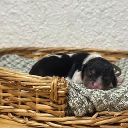Ms. Mint - Tri-color female Cavalier King Charles Spaniel puppy in Port Richey, Florida from Sunshine State Cavaliers