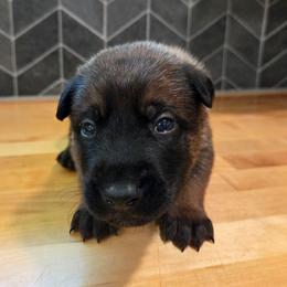 Doc - Fawn male Belgian Malinois puppy in Signal Mountain, Tennessee from Torgun Police Dogs