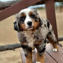 OPIE - Blue male Companion Cross puppy in Viking, Minnesota from Son Shine Farm
