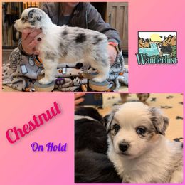 Chestnut - Miniature American Shepherd puppy from Wanderlust Mini American Shepherds