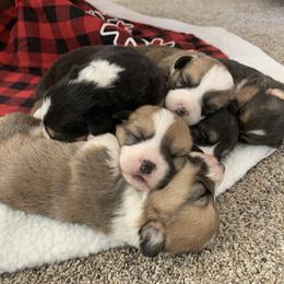 Pembroke Welsh Corgi Puppies from Nunas Corgis