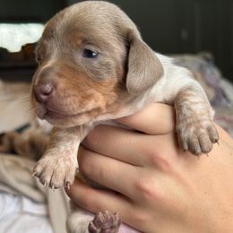 Isabella and tan piebald Girl- AKC - Fawn (isabella) and tan female Dachshund puppy in North Branch, Michigan from Monarch Miniature Dachshunds