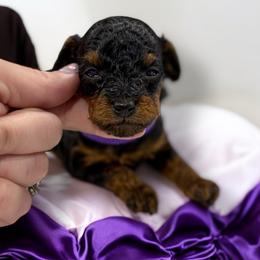 Poodle Puppies from KC Poodles of PA