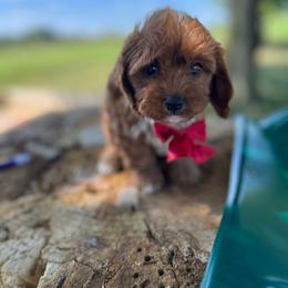 Jolie - Red female Cavapoo puppy in Mint Hill, North Carolina from DoodleForever