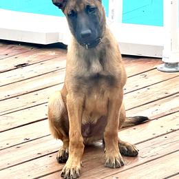 Belgian Malinois and German Shepherd Puppies from Laeknir K9