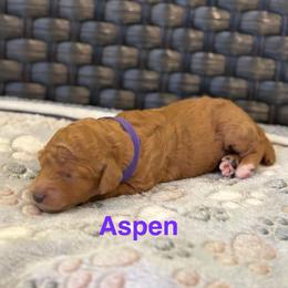 Aspen - Red  female Poodle puppy in Union Grove, Alabama from Beltane Bonnies