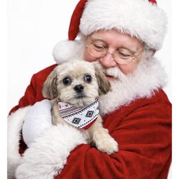 Pickles-neutered - Sable male Assorted Doodle Crosses puppy in Kentucky from Em&M Pomeranians