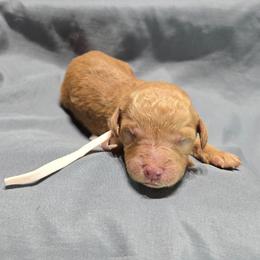 Junie - Red  female Goldendoodle puppy in Georgetown, Tennessee from Georgetown designer and purebred puppies