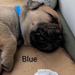 Blue - Fawn male Bullmastiff puppy in Edinburg, Texas from Ironward Bullmastiffs