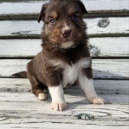 Mint - Red tri male Toy Australian Shepherd puppy in Licking, Missouri from Burnett Aussies