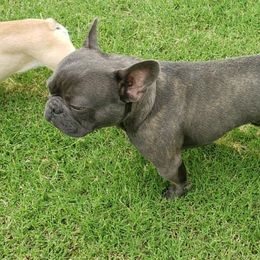 Pierce  - French Bulldog