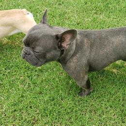 Pierce  - French Bulldog