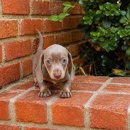 Nico - Fawn (isabella) and tan male Dachshund puppy in Arcadia, California from Cruz Industries - Dachshund Company & French Bulldog Company