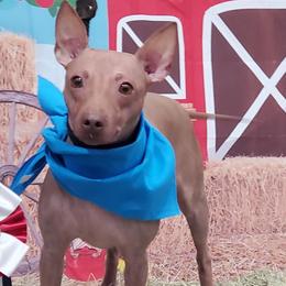 American Hairless Terriers from Dark Knight Kennel