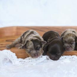 Shihpoo Puppies from The Teddybear Shihpoo