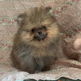 Coco Puff - Orange sable female Pomeranian puppy in New York from Willow Dove Pugs