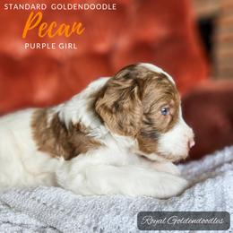 Pecan - Red  Goldendoodle puppy in El Campo, Texas from Royal Goldendoodles