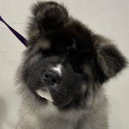 Akita puppies from Kicho Na Akitas