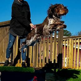Lincoln - English Springer Spaniel