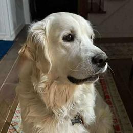 Baxter - Golden Retriever